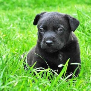 Milo